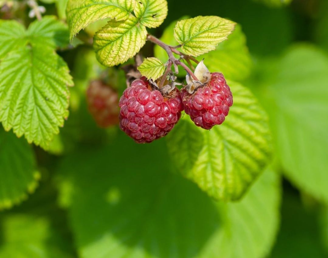 Rubus' Wild Raspberry