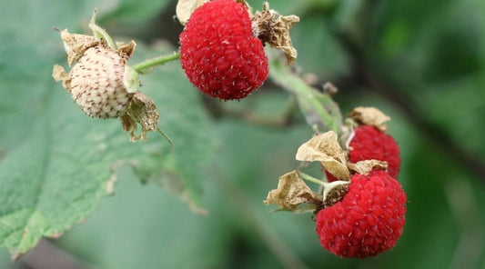 Rubus' Thimbleberry