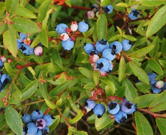 Vaccinium' Native Blueberry