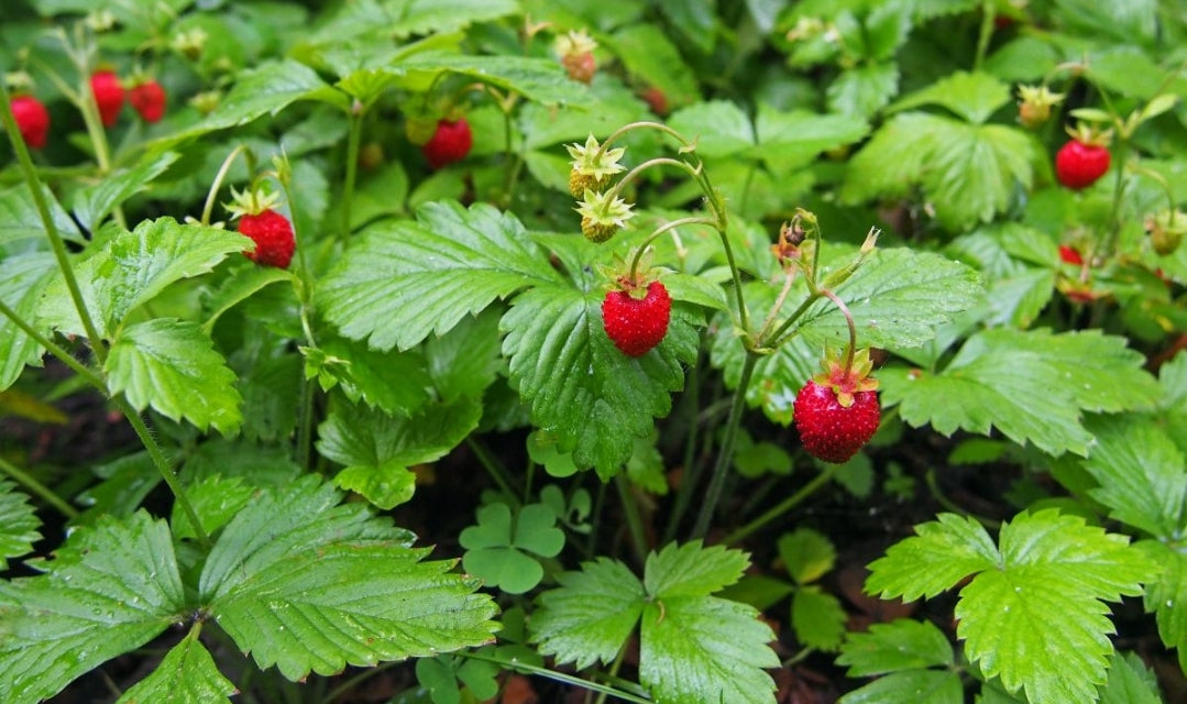 Fragaria' Wild Strawberry, Well Established Clump