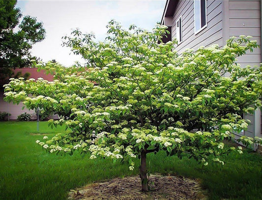 Cornus' Pagoda Dogwood Tree