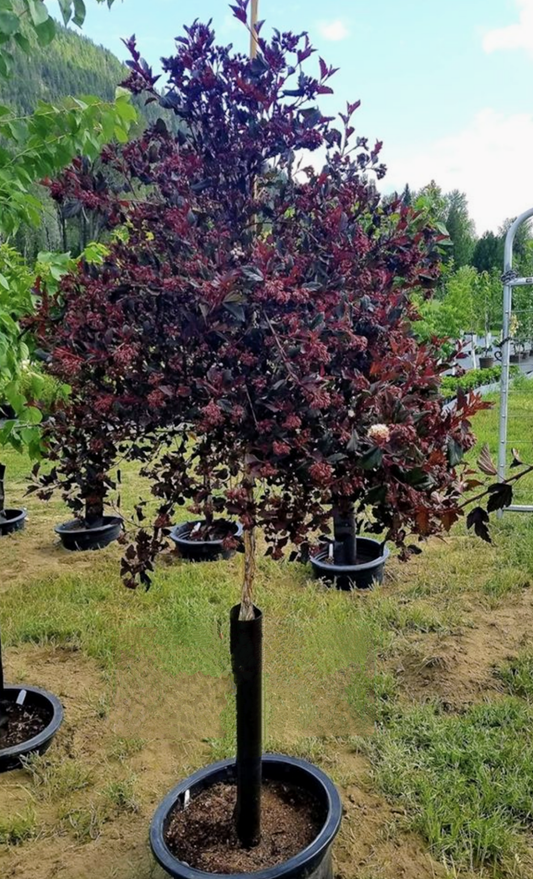 Physocarpus' Summer Wine® Ninebark Tree