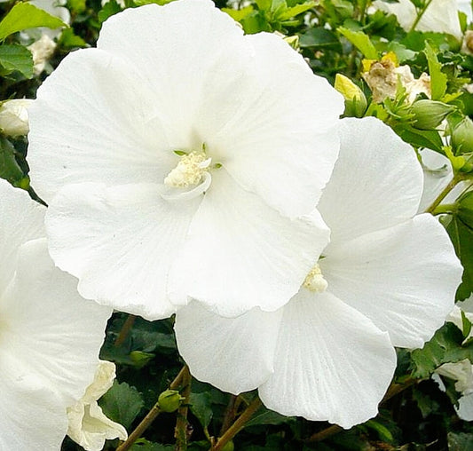 Hibiscus' Diana-Pure White