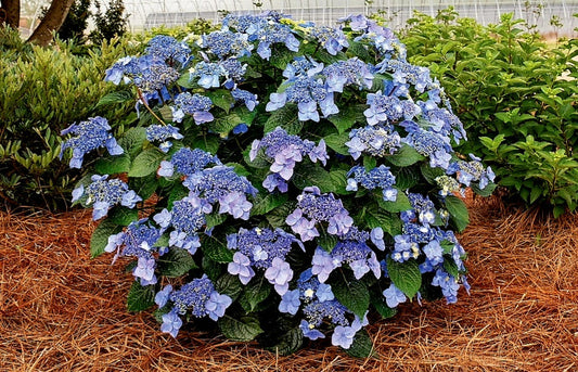 Hydrangea' Pop Star® (New For 2023!) Endless Summer®