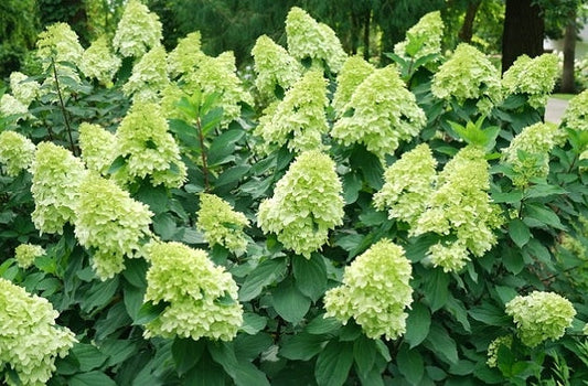 Hydrangea' Limelight Prime® 2023's Hydrangea Of The Year🏆