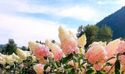 Hydrangea' Vanilla Strawberry