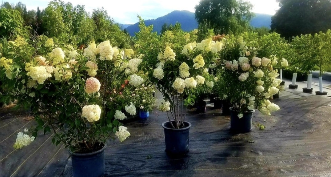 Hydrangea' Vanilla Strawberry