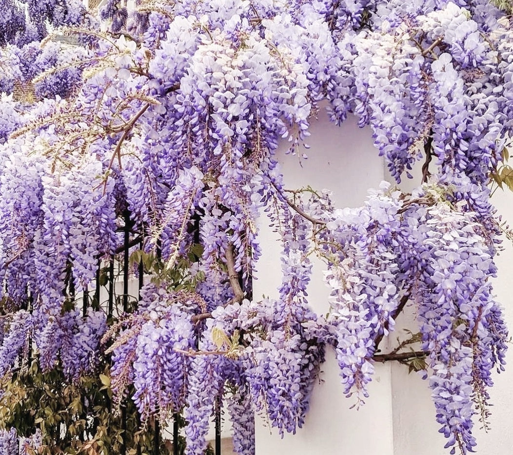 Wisteria' Summer Cascade™ First Editions®