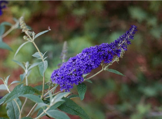 Buddleia' Psychedelic Sky™ Butterfly Bush