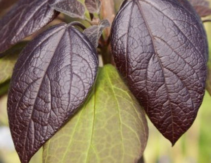 Catalpa' Purple Hybrid Catalpa Tree