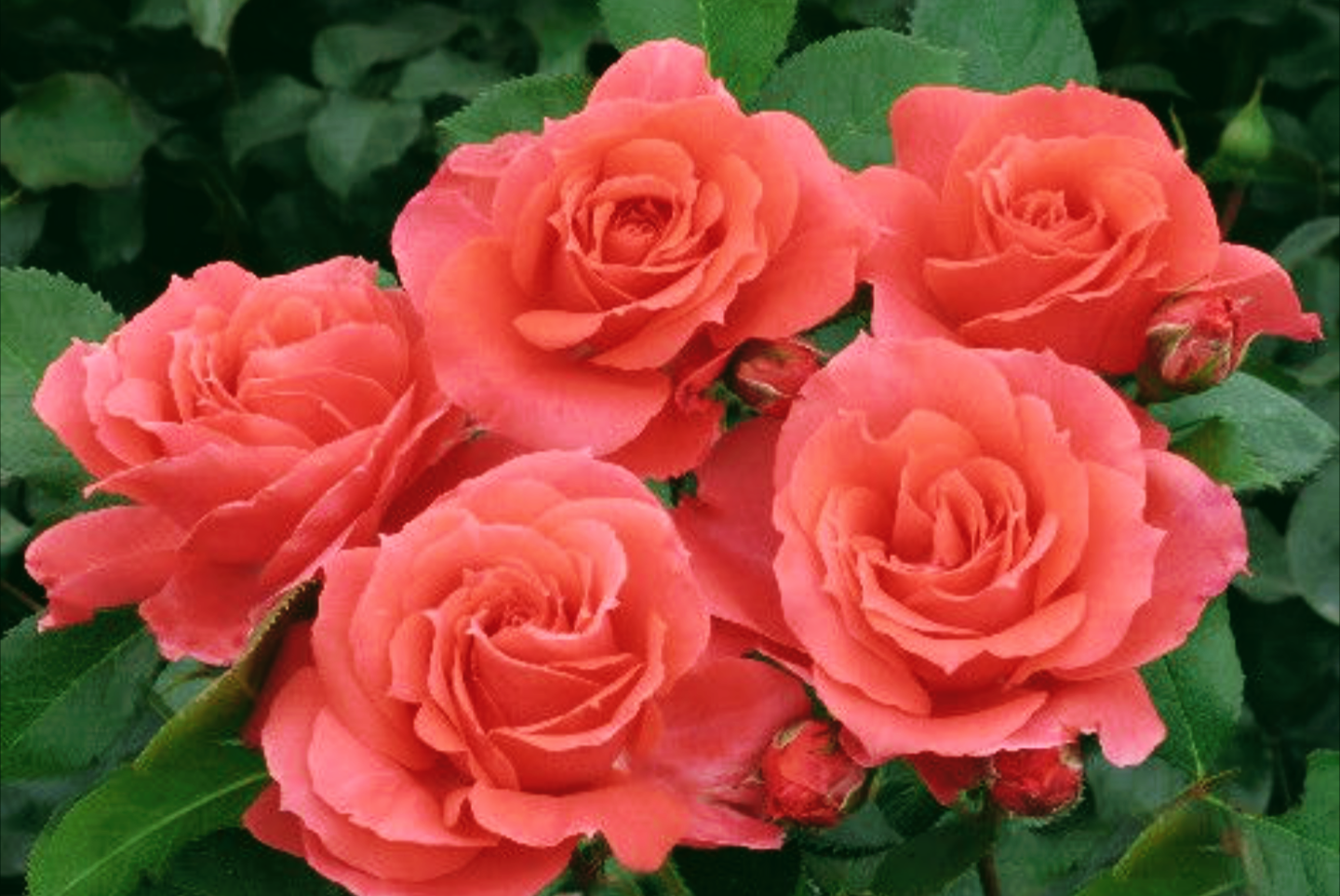 Rosa' First Editions® Patriot Dream Rose