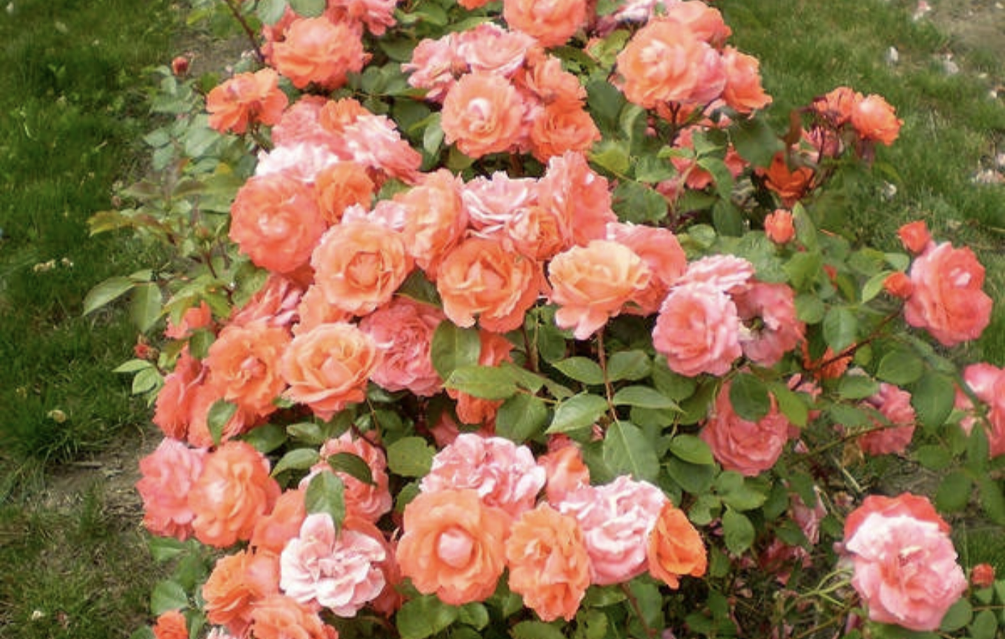 Rosa' First Editions® Patriot Dream Rose