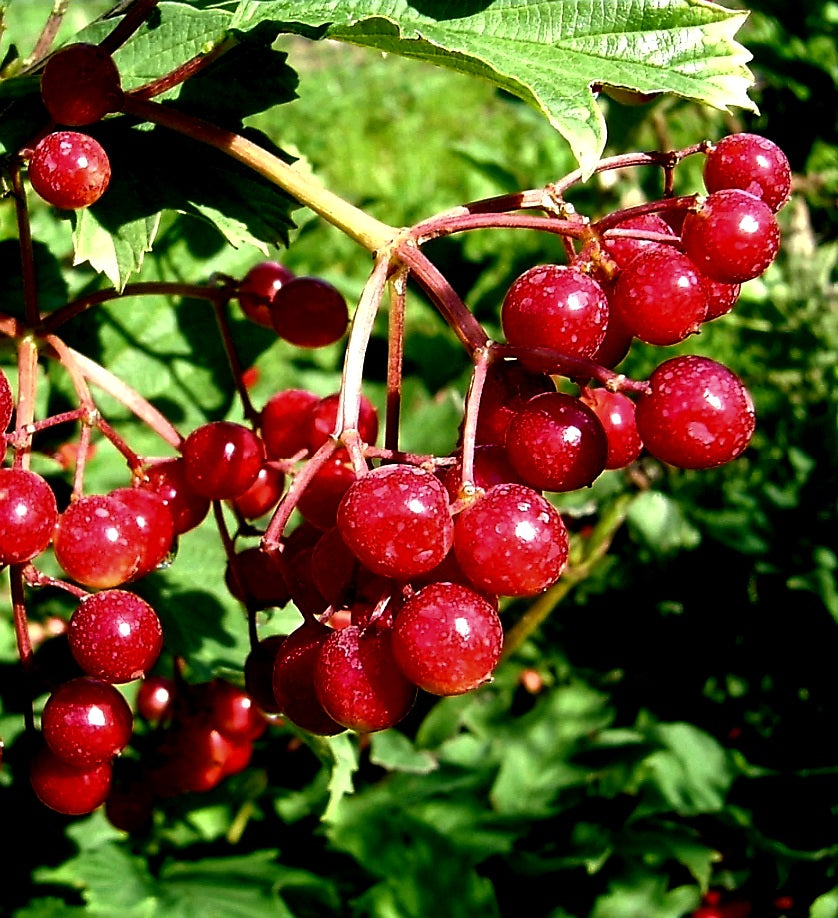 Viburnum' Wentworth American Cranberry