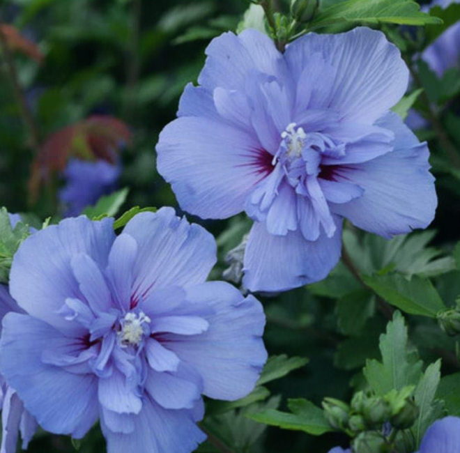 Hibiscus' Blue Chiffon®