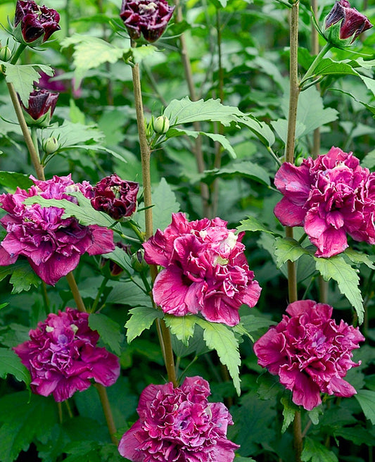 Hibiscus' French Cabaret™ Red