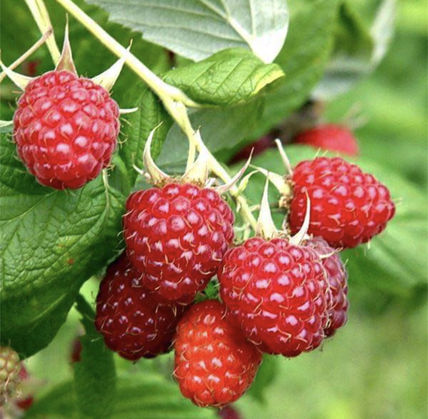 Rubus' Souris Raspberry (Improved Selection Of Boyne)