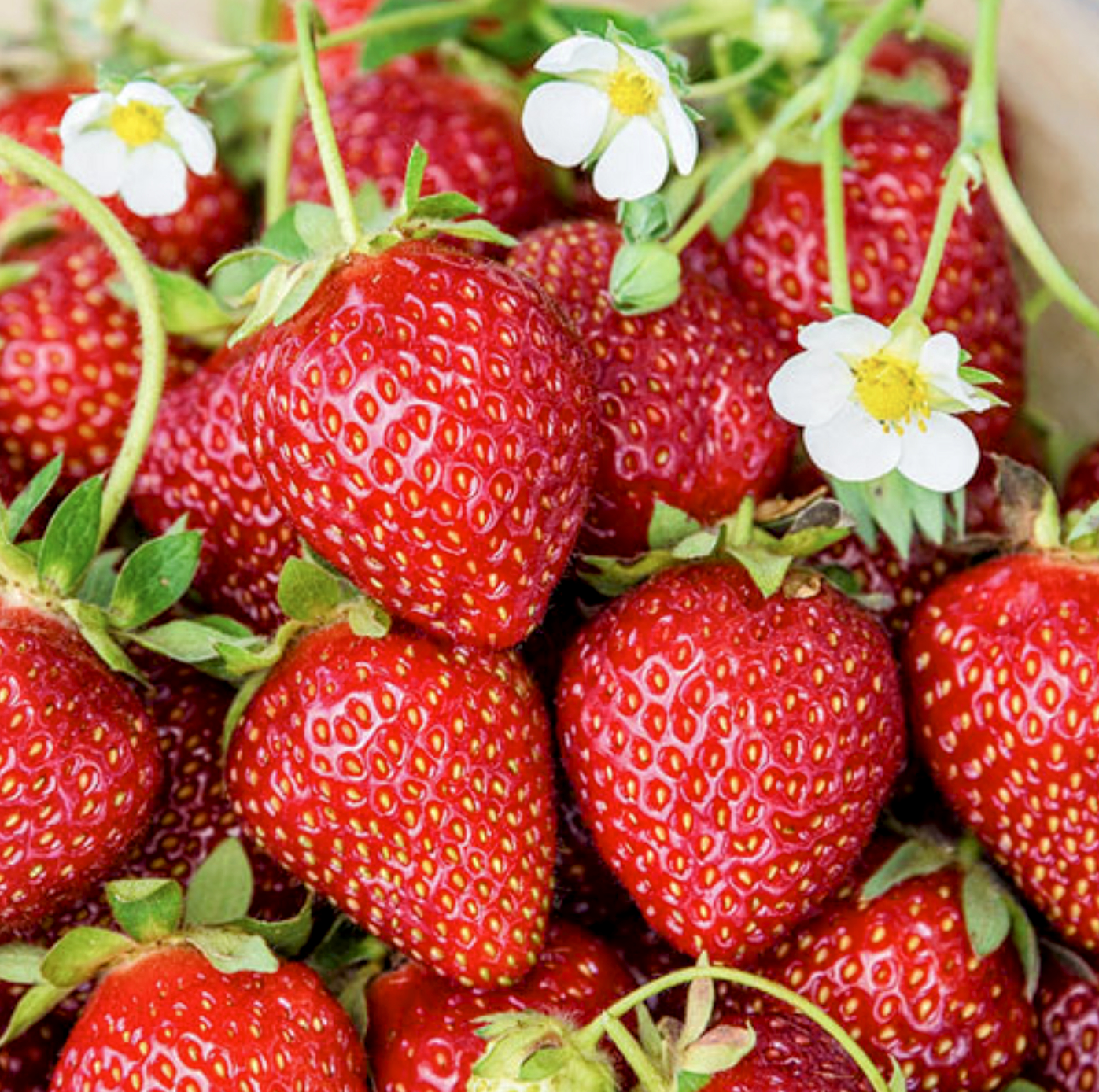 Fragaria' Ozark Beauty Everbearing Strawberry, Well Established Clump