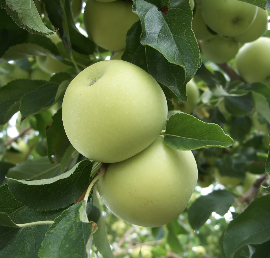 Malus' Yellow Transparent Heritage Apple Tree