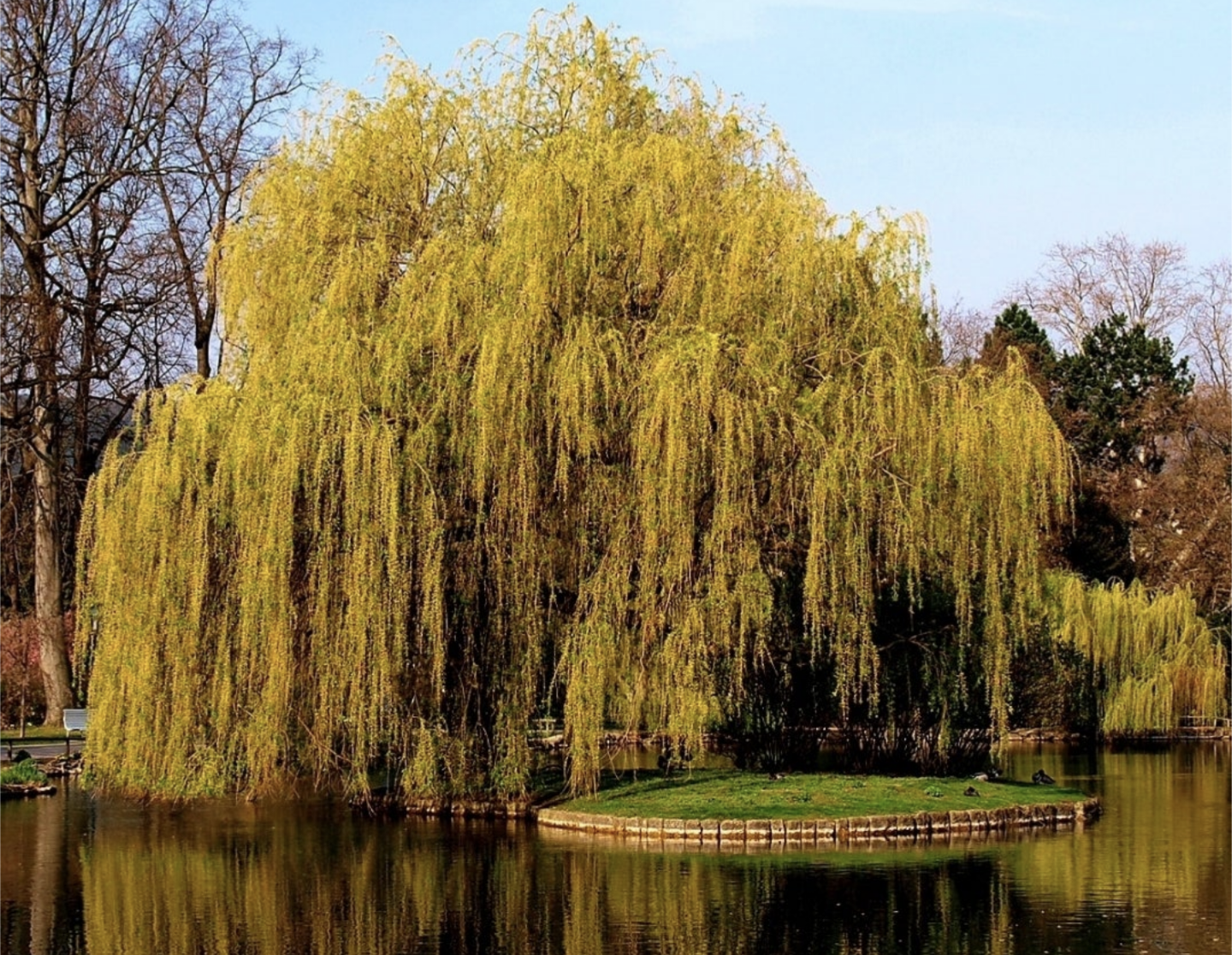 Salix' Niobe Willow Tree