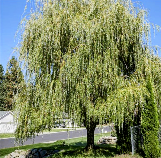 Salix' Prairie Cascade Weeping Willow Tree