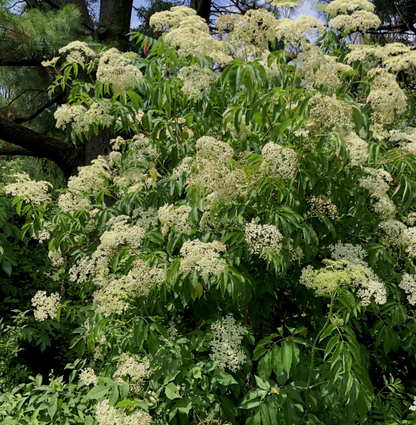 Sambucus' Adams Elderberry