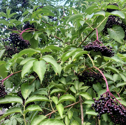 Sambucus' Adams Elderberry