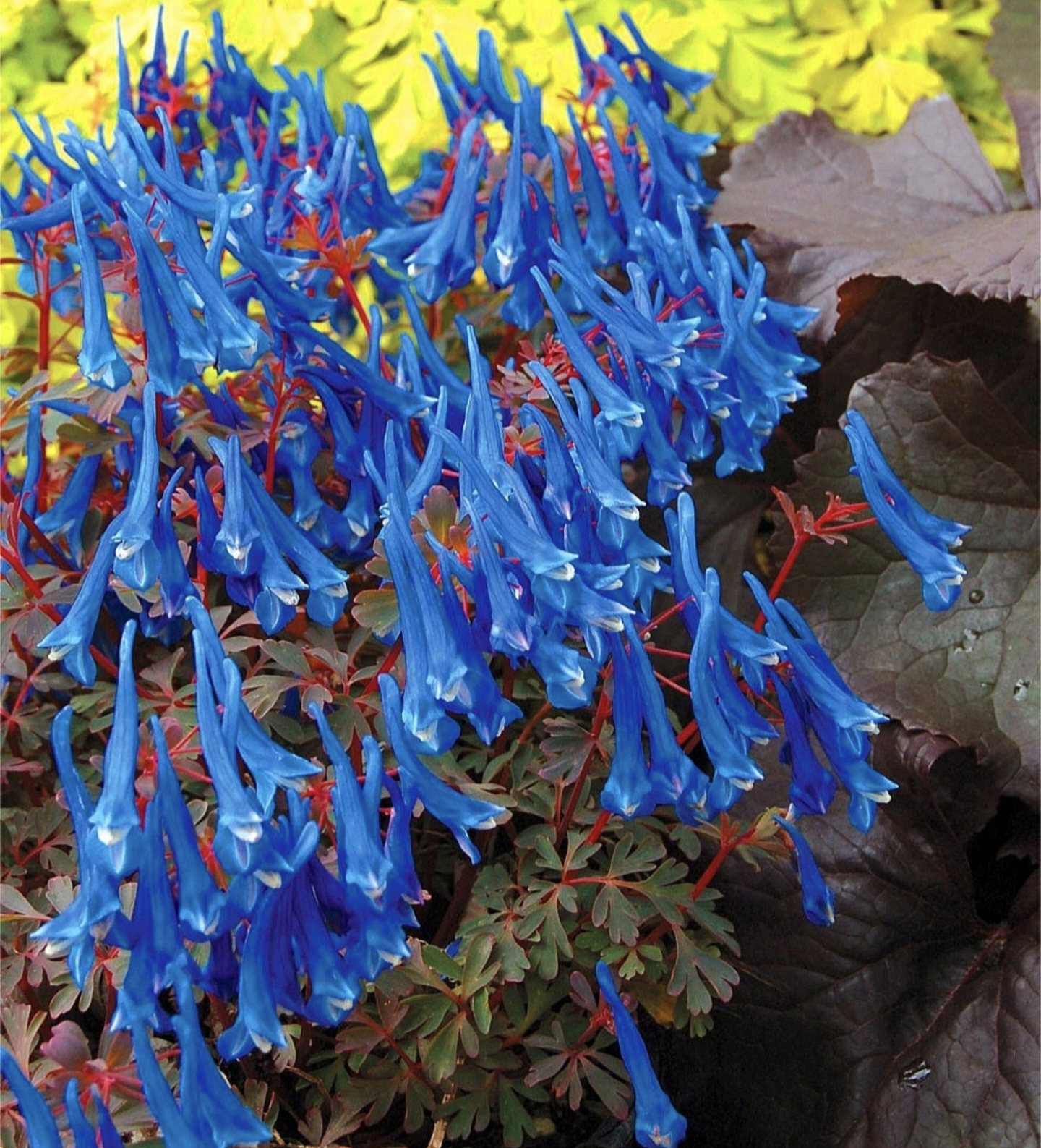 Corydalis' Blue Heron