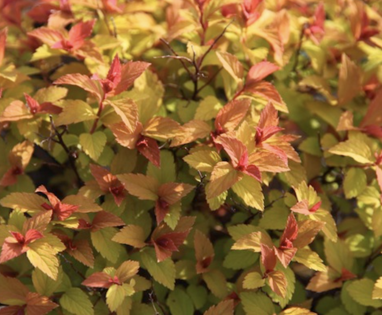 Spiraea' Goldflame