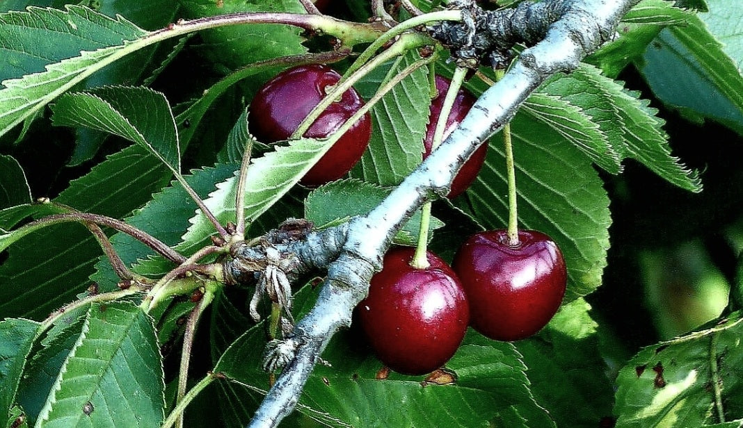 Prunus' Wild Sweet Cherry Tree