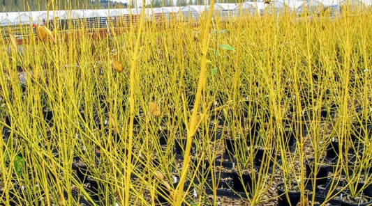 Cornus' Bud's Yellow Dogwood