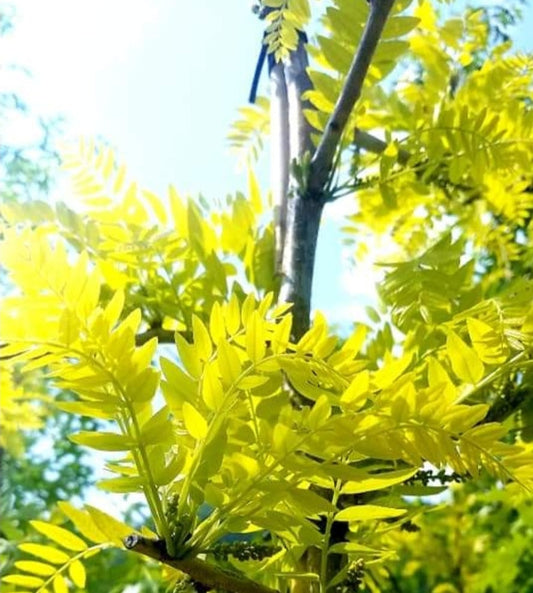 Gleditsia' Sunburst Honeylocust Tree