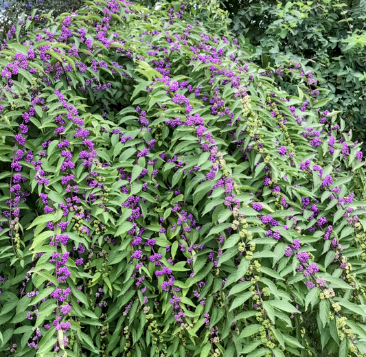 Callicarpa' Issai Beautyberry