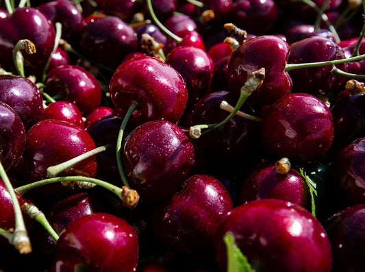 Prunus' Stella Cherry Tree