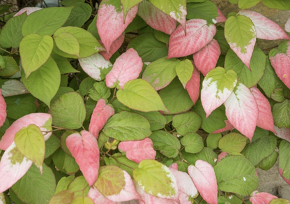 Actinidia' Arctic Beauty Kiwi Vine Combo Male and Female