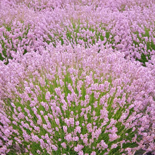 Lavandula' Rosea (Pink) Lavender