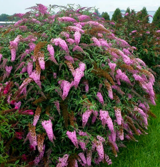 Buddleia' Pink Cascade Butterfly Bush