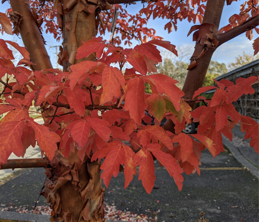 Acer' QuickScape Minis Paperbark Maple Tree