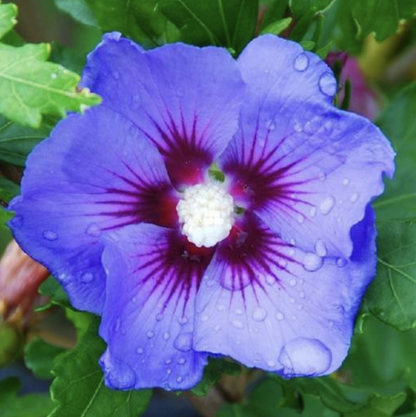 Hibiscus' Blue Bird