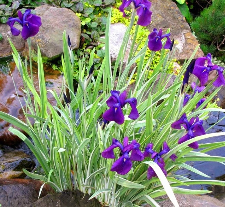 Iris' Variegata