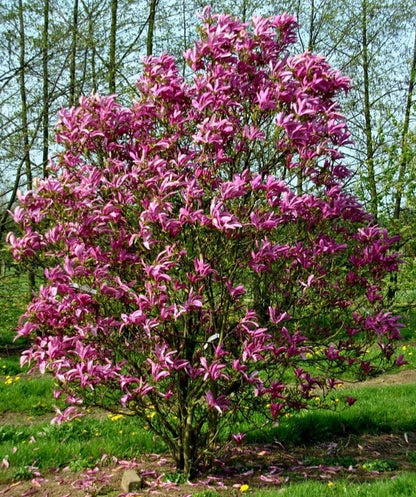 Magnolia' Betty (Cold Hardy)