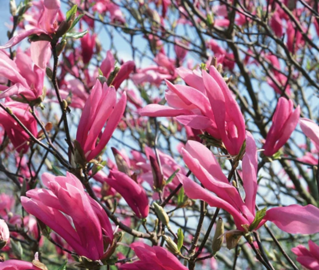 Magnolia' Susan Saucer