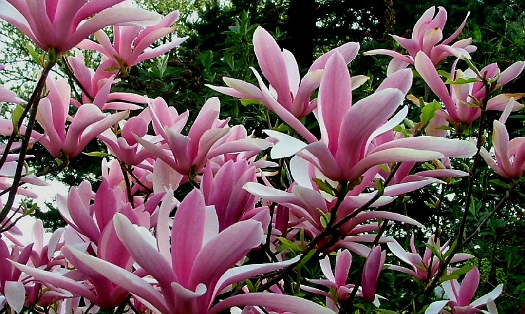 Magnolia' Betty (Cold Hardy)