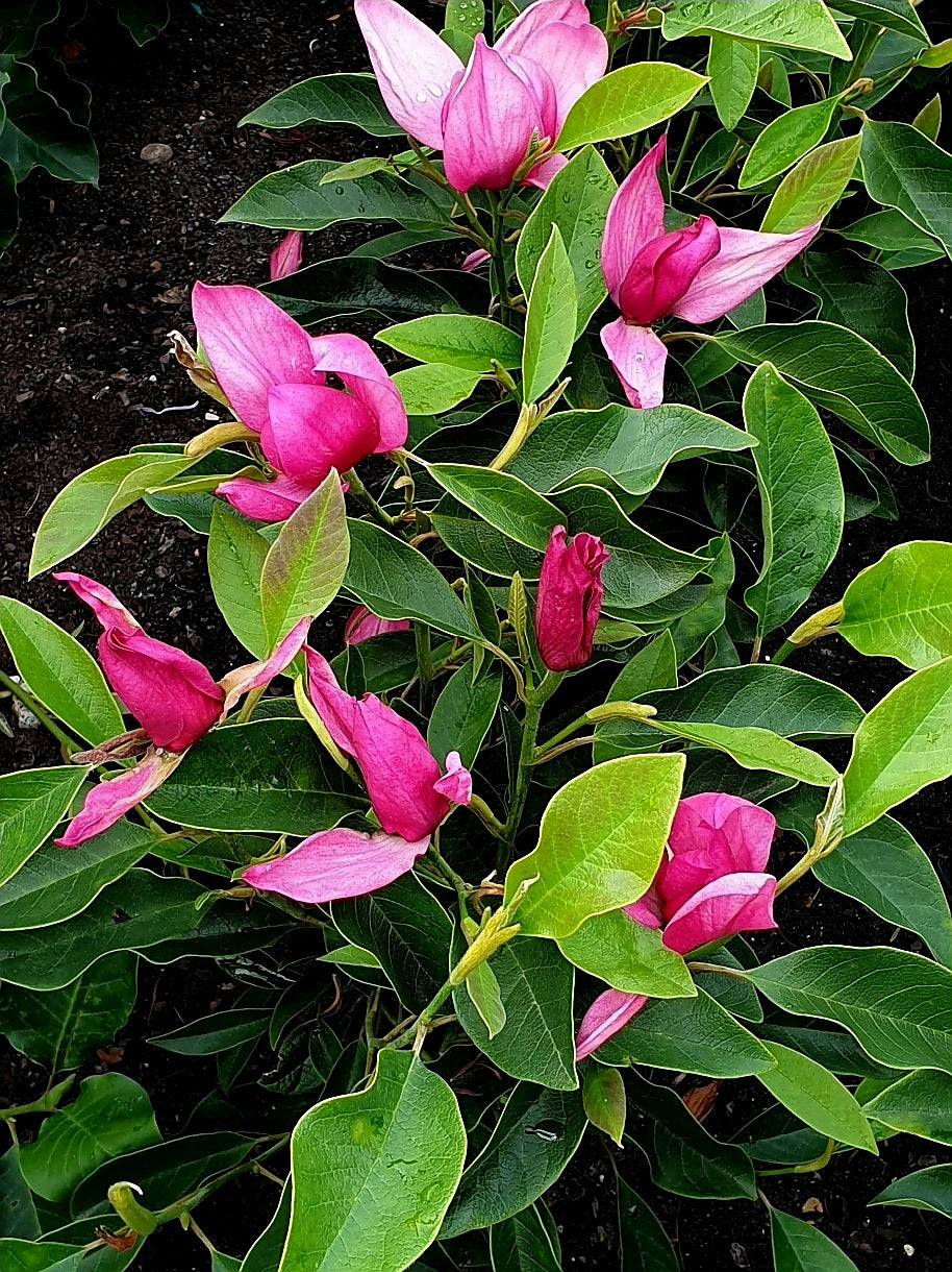 Magnolia' Pink Pyramid® Reblooming