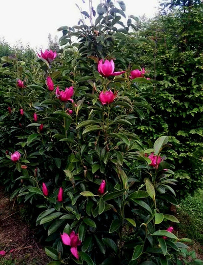 Magnolia' Pink Pyramid® Reblooming