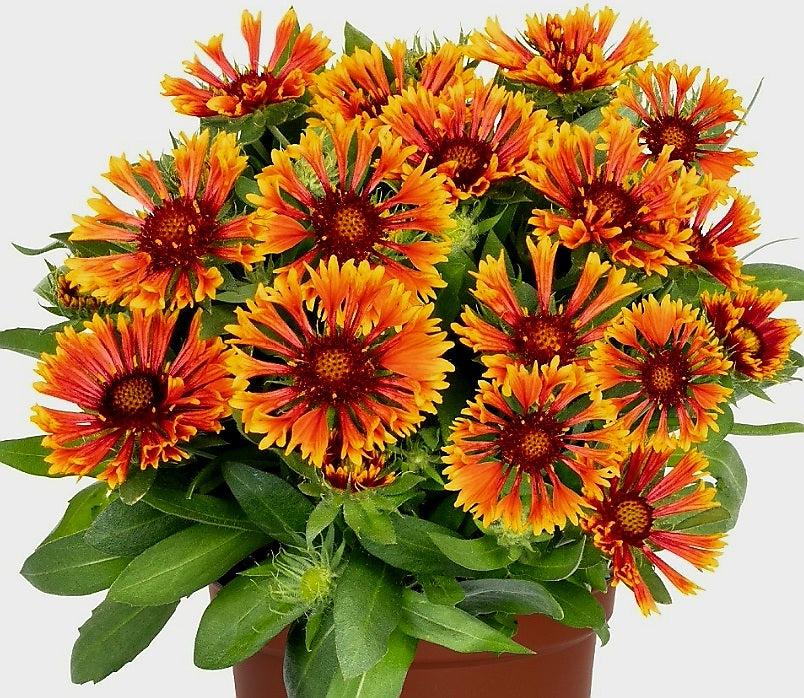 Gaillardia' Spintop Copper Sun Blanket Flower