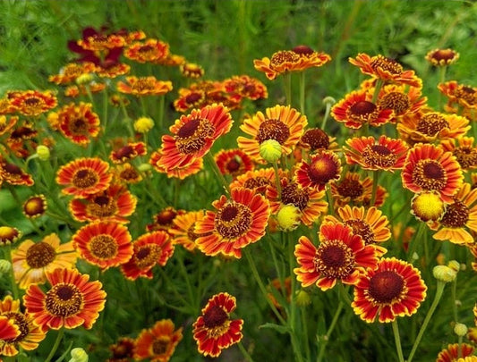 Helenium' Feugo