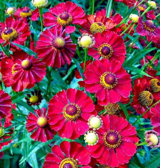 Helenium' Siesta