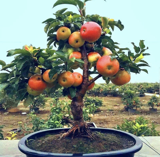 Malus' Super Dwarf Fuji Apple Tree