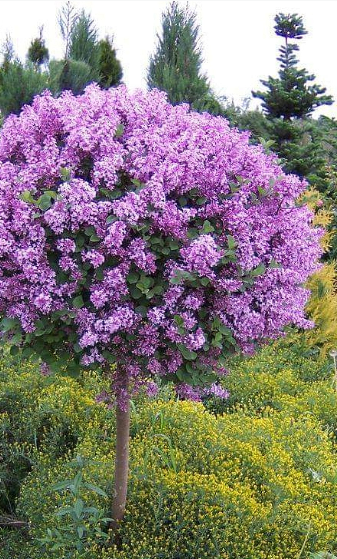 Syringa' Flowerfesta Purple Reblooming Lilac Tree