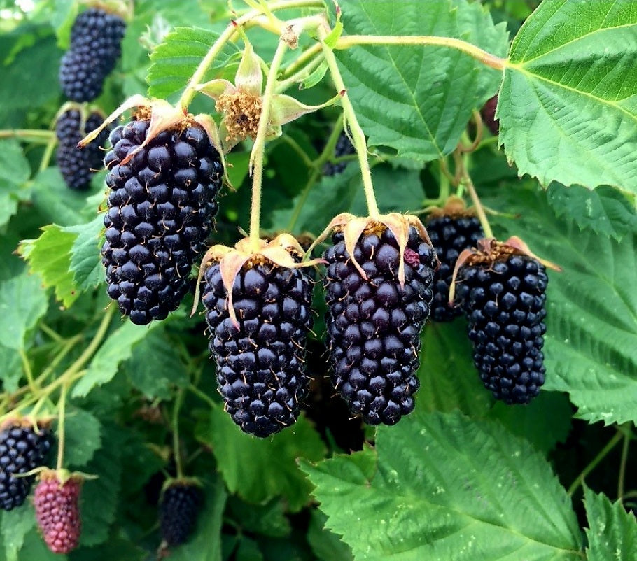 Rubus' Columbia Star Thornless Blackberry